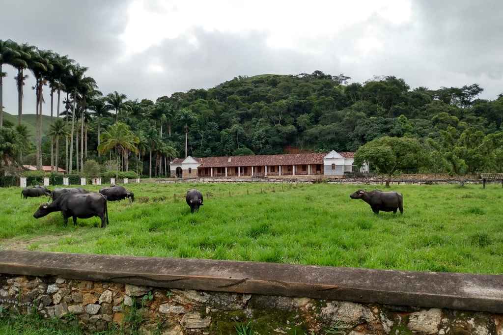 Turismo no Vale do Café integra fazendas de búfalos para visitas