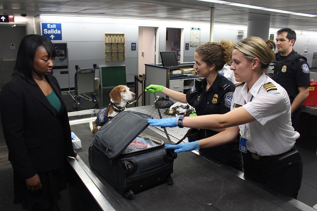 Azul tem serviço "Pet na Cabine" em voos internacionais
