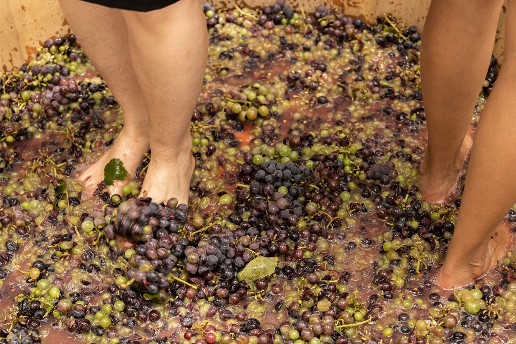 Vindima Casa Valduga