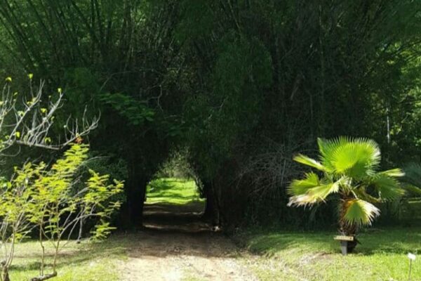 Belize Botanic Gardens