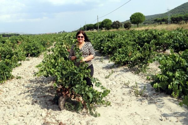 Bodega Vega Sicilia, Bete Yang