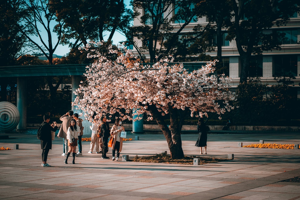 Cerejeiras, Tóquio, Japão