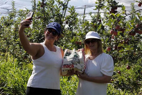 Colheita maçã, Fraiburgo
