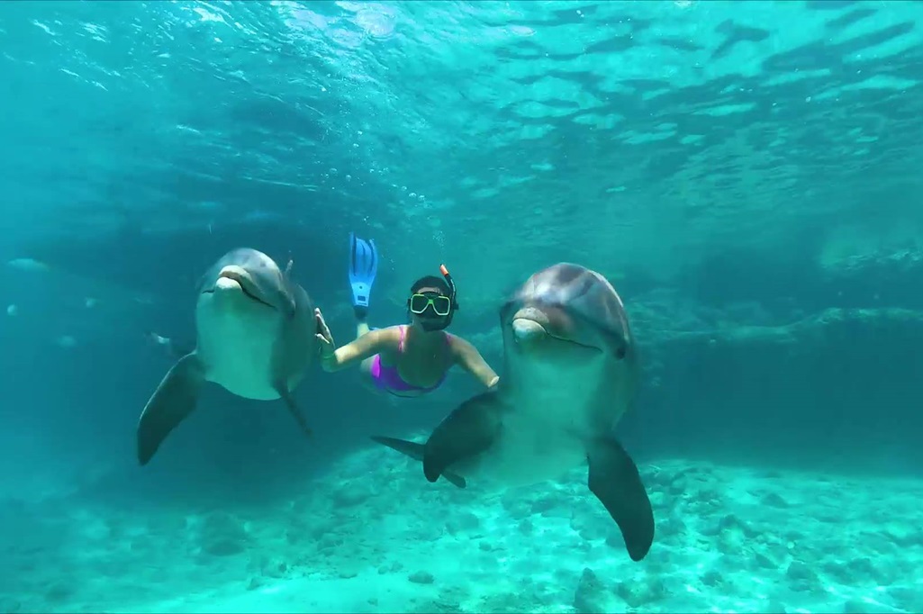 Dolphin Academy, Curaçao