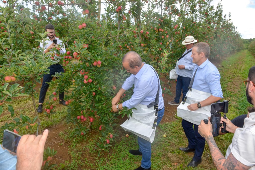 Colheita maçã, Fraiburgo, governador Jorginho Mello