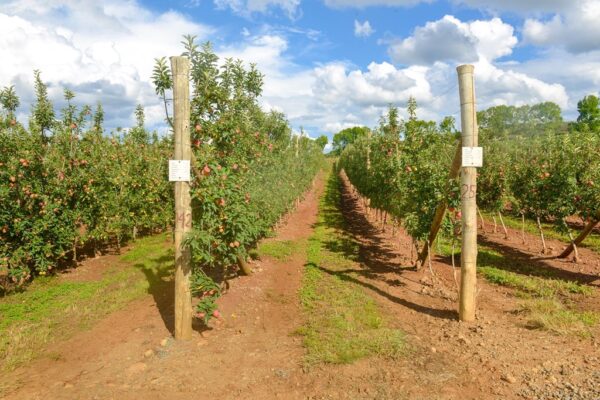 Pomar Fischer, Fraiburgo, Santa Catarina