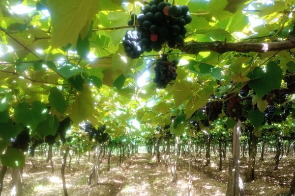 Parreiras Vínicola Di Sandi