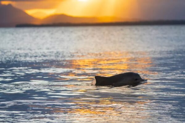 Ilha do Cardoso, VaiViver