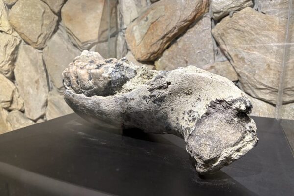 Arcada dentária de um Mastodonte que viveu em Sergipe. Memorial de Sergipe Professor Jouberto Uchôa
