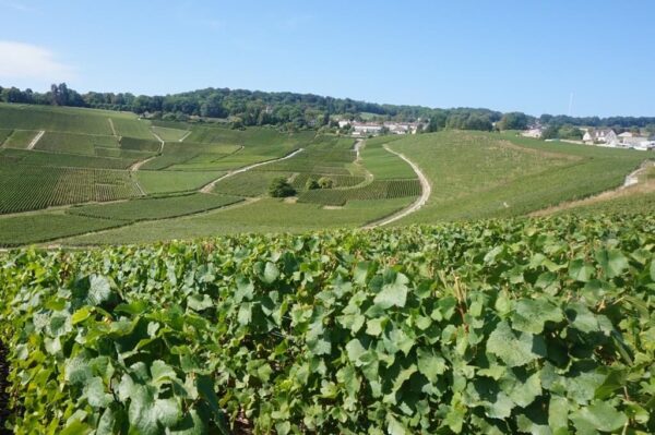 Vinhedos em Champanhe, França