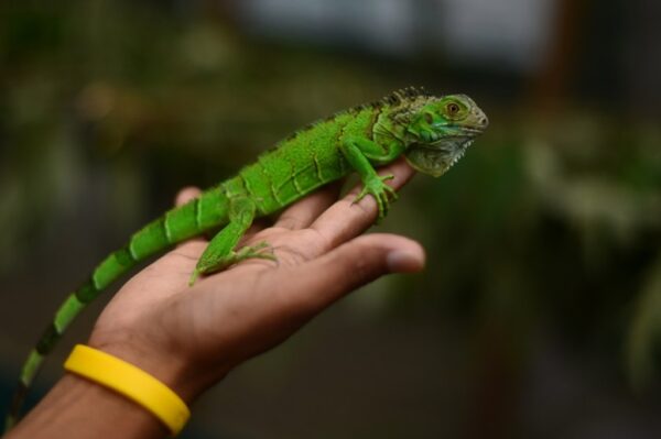 Projeto de Conservação da Iguana Verde, Belize
