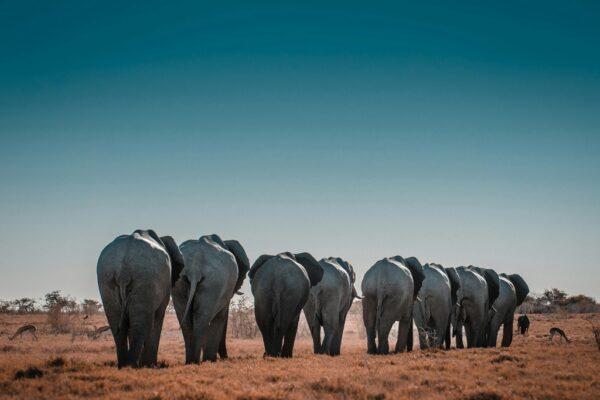 Etosha National Park, Namíbia