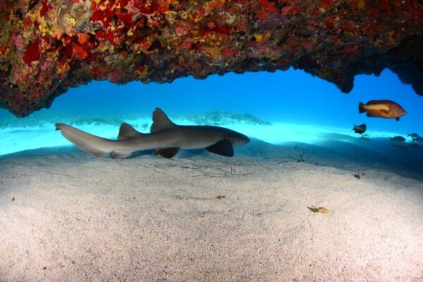 Mergulho Fernando de Noronha