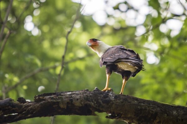 Observação aves Costa Rica