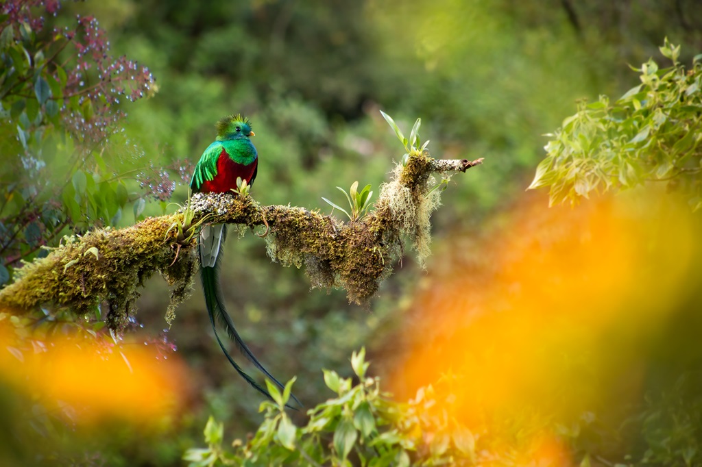 Observação aves, Quetzal, Costa Rica