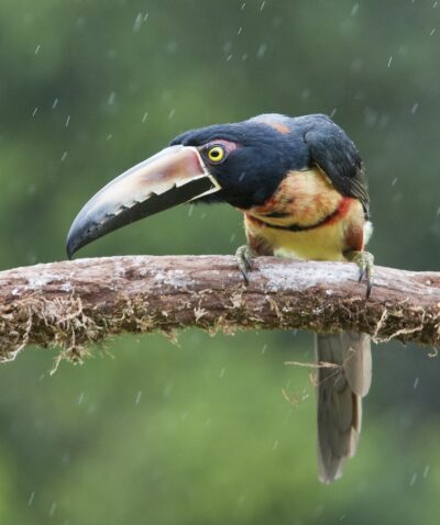 Observação aves, Tucancillo Collarejo, Costa Rica