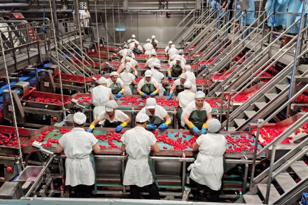 Linha produção, Sica Conserve