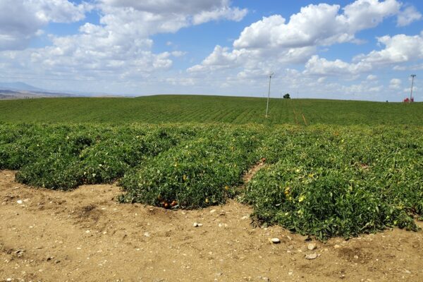Plantação tomate Itália 