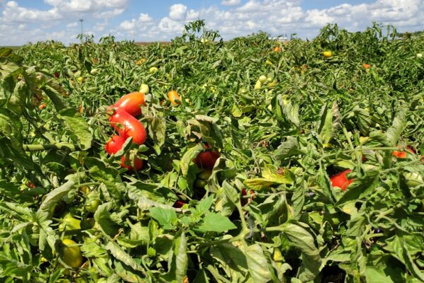 Plantação tomate Itália