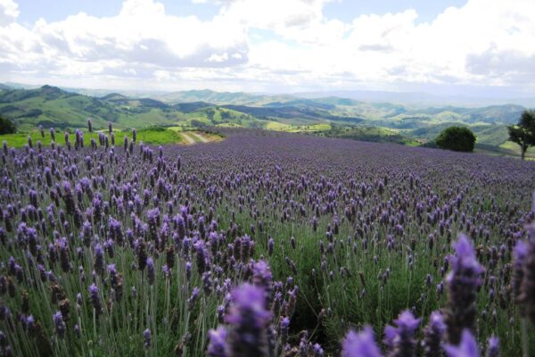 O Lavandário, Cunha