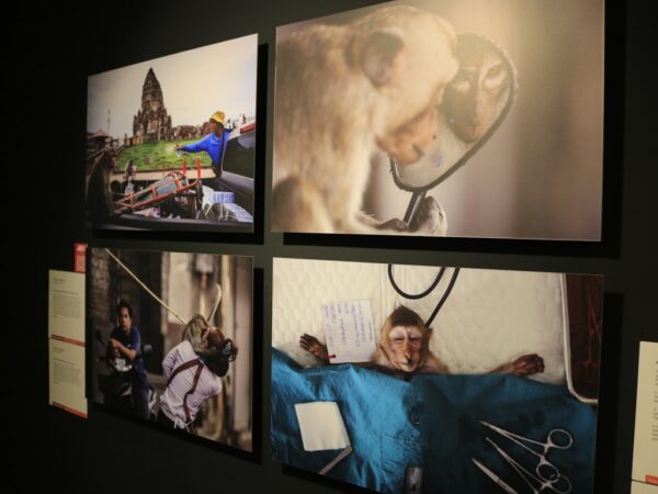 World Press Photo 2025, foto Bruno de Sá