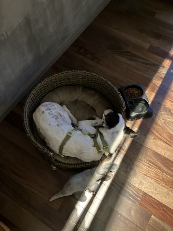 Suryaa Curio Collection, Pinhais - Paraná