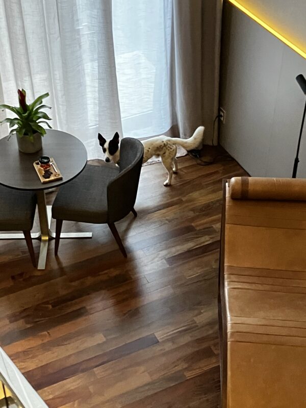 Suryaa Curio Collection, Pinhais - Paraná