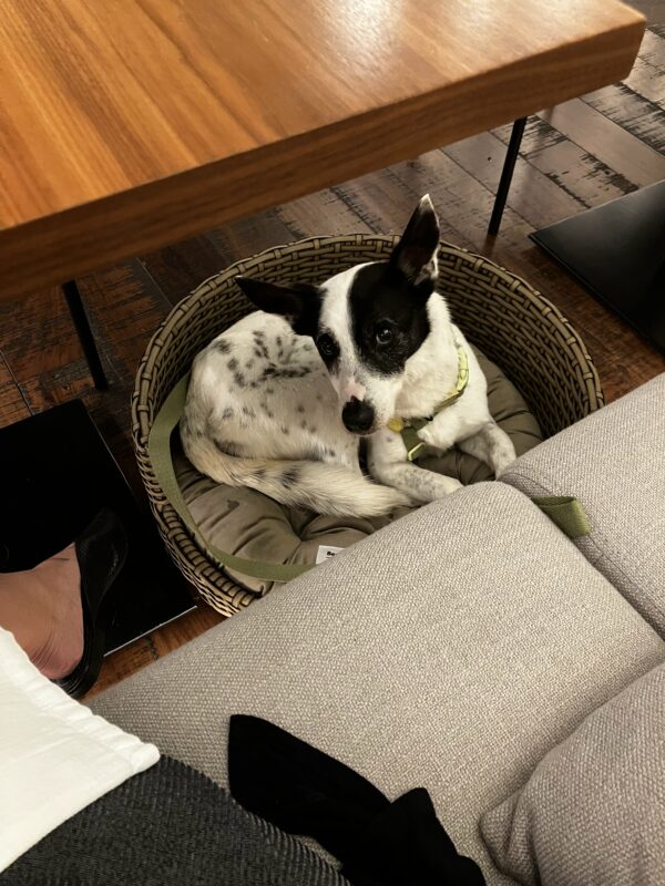 Suryaa Curio Collection, Pinhais - Paraná