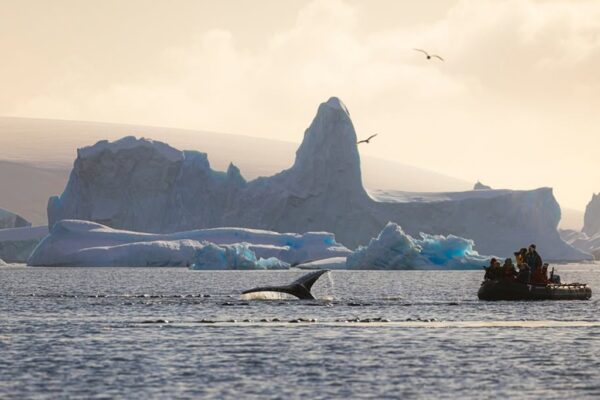 Baleia Antártica, Antartic21