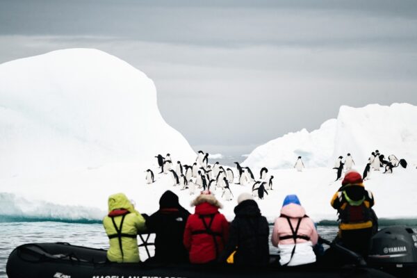 Pinguins, Antarctic21