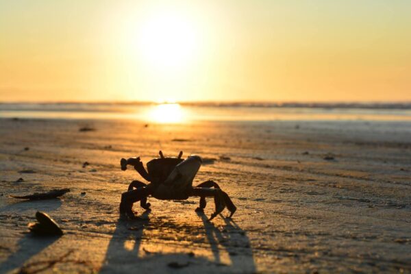 Praia de Guaratuba, Bertioga, São Paulo