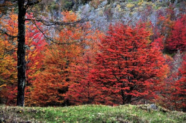 Carretera Austral, Patagônia Chilena