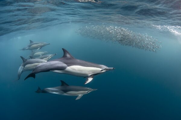 Mergulho África do Sul, Corrida das Sardinhas, Fabi Fregonesi