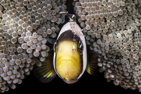 Mergulho Lembeh, Indonésia, Fabi Fregonesi