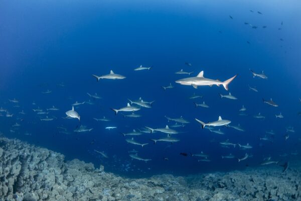 Mergulho Polinésia Francesa, Fabi Fregonesi