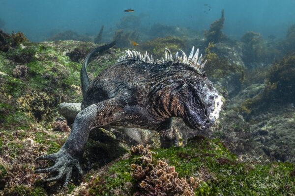 Mergulho em Galápagos, Fabi Fregonesi