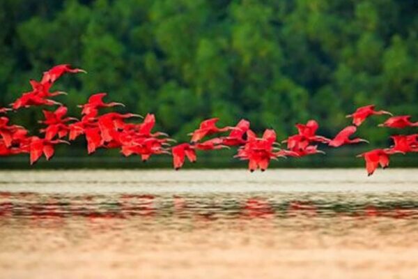 Revoada Guarás, Vila Aty