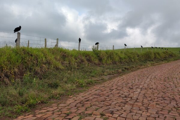 Corvos na estrada, Ribeirão Claro, Paraná