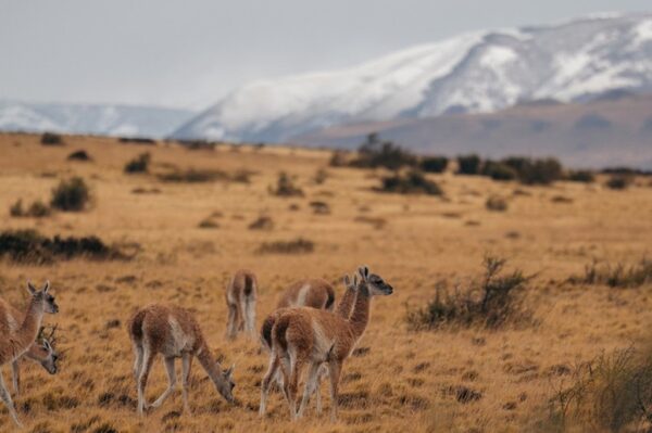 Guanacos no Parque Nacional Torres del Paine