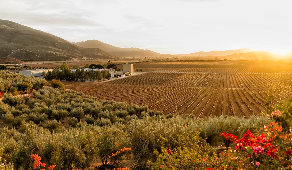 Vinícola do Valle de Guadalupe, México