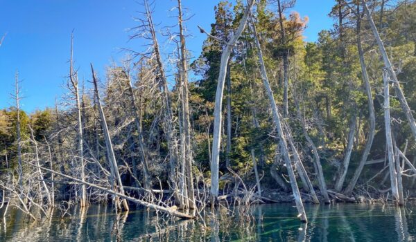 Bosque submerso, Villa Traful, Neuquén