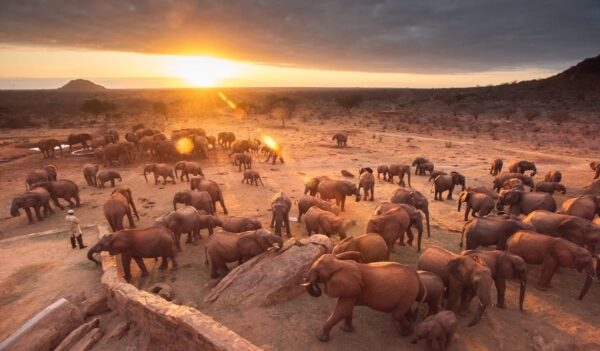 David Sheldrick Wildlife Trust