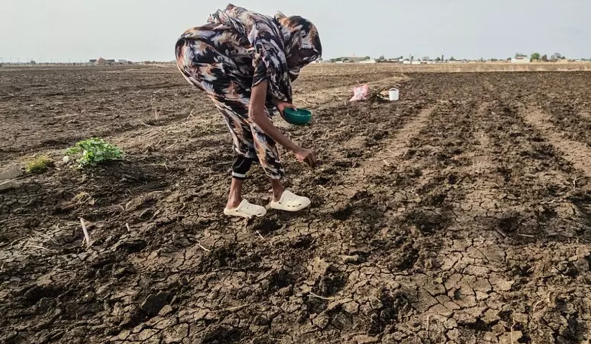 Plantação em Gedaref, no Sudão: El Niño deve provocar estiagens em várias partes do mundo Plantação em Gedaref, no Sudão: El Niño deve provocar estiagens em várias partes do mundo
