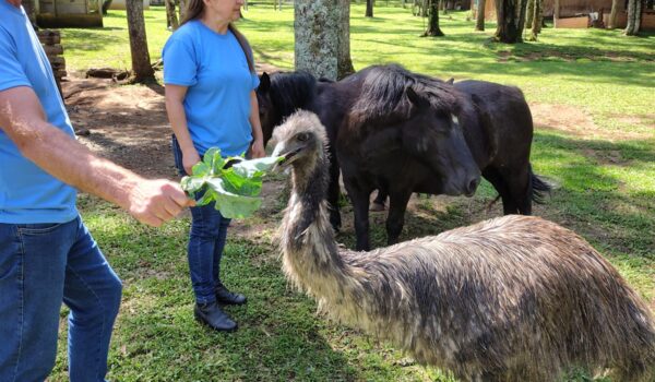 Emu Australiano e pôneis, Sítio Recanto Feliz