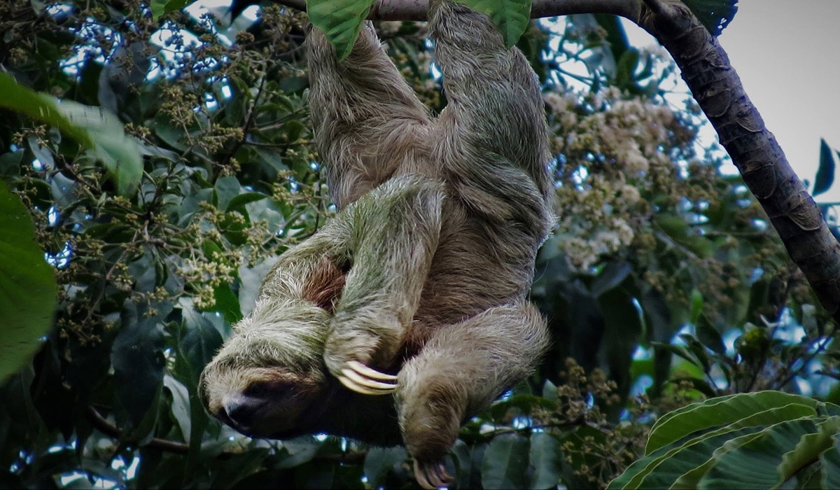 Sloth’s Territory
