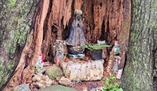 Tronco da Noiva, Rancho Barbaquá